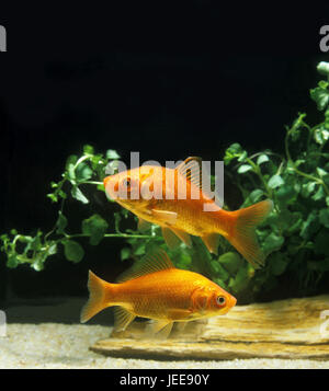 Goldfische Carassius Auratus, Stockfoto