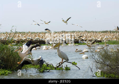 Flussdelta, Rose Pelikane, Vogel Reserve, Nationalpark Djoudj, Region Saint-Louis, Senegal, Stockfoto