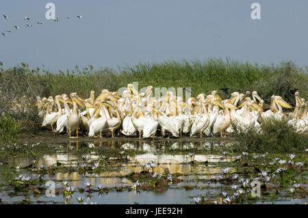 Flussdelta, Rose Pelikane, Vogel Reserve, Nationalpark Djoudj, Region Saint-Louis, Senegal, Stockfoto