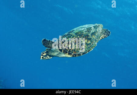 Echte Karettschildkröte Eretmochelys Imbricata, Martinique, Karibik, Stockfoto