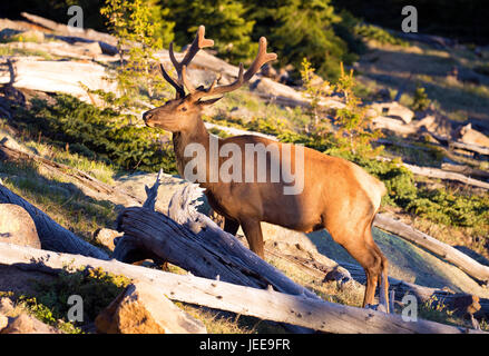 Elch im Rocky Mountains National Park, Colorado Stockfoto