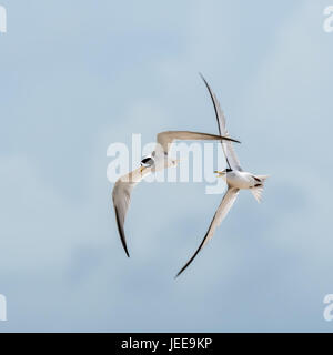 Mindestens Seeschwalben fliegen über St. Augustine Beach. Fliegen zu zweit tanzen in der Luft oder einige bewachen ihr Nest in den Strandsand begraben. Stockfoto