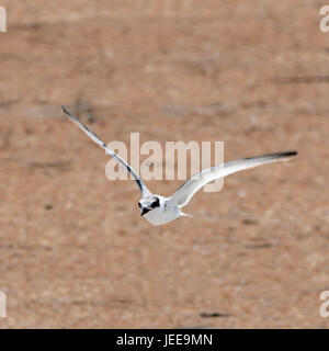 Eine zumindest Tern fliegen auf mich, denn ohne zu wissen, ich war zu nahe an seinem Nest, musste ich schnell ducken. Sie bauen ihr Nest in den Strandsand Stockfoto