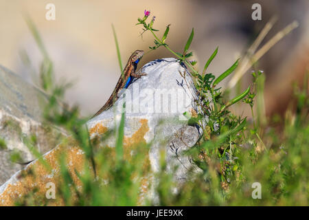 Eine blaue bellied Prairie Lizard Klettern auf einem Felsen in der Nähe von einem lila Wiesenblumen am Arkansas River in Pendleton Recreation Area, Sommer 2017. Stockfoto