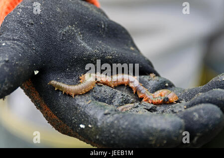 Sandwurm (Nereis Virens oder Alitta Virens), Frazer Point, Acadia National Park, Maine. Stockfoto