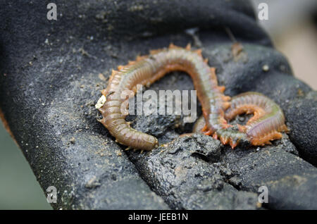 Sandwurm (Nereis Virens oder Alitta Virens), Frazer Point, Acadia National Park, Maine. Stockfoto