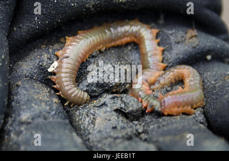 Sandwurm (Nereis Virens oder Alitta Virens), Frazer Point, Acadia National Park, Maine. Stockfoto