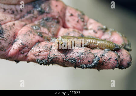 Hand hält einen Sandwurm (Nereis Virens) und mit Schlamm bedeckt. Der Sandwurm Zähne sind sichtbar, Stockfoto