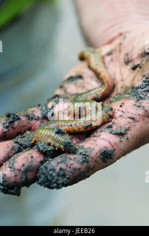 Hand hält einen Sandwurm (Nereis Virens) und mit Schlamm bedeckt. Stockfoto