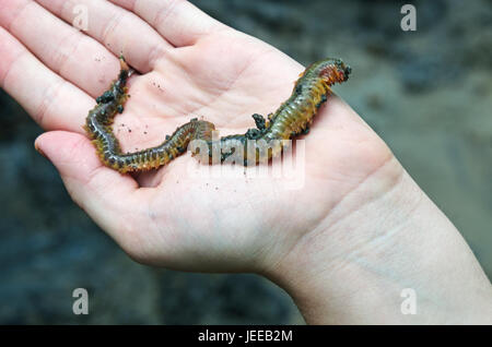 Sandwurm (Nereis Virens oder Alitta Virens) auf einer menschlichen Hand, Frazer Point Acadia National Park, Maine. Stockfoto