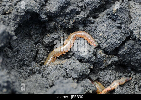 Sandwurm (Nereis Virens oder Alitta Virens) anaerobe Schlamm, Frazer Point Acadia National Park, Maine. Stockfoto