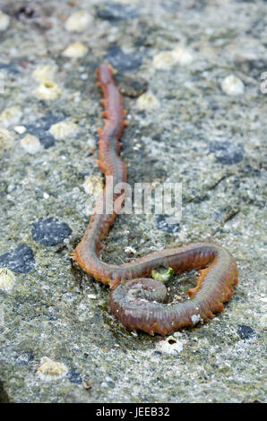 Sandwurm (Nereis Virens oder Alitta Virens), Frazer Point, Acadia National Park, Maine. Stockfoto