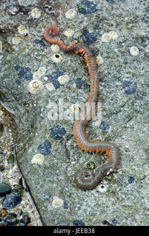 Sandwurm (Nereis Virens oder Alitta Virens), Frazer Point, Acadia National Park, Maine. Stockfoto