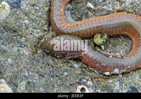 Nahaufnahme des Kopfes Sandworm (Nereis Virens oder Alitta Virens), Frazer Punkt, Acadia National Park, Maine. Stockfoto