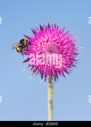 Hummel-Fütterung auf Milch Distel Blume im Hochsommer in Großbritannien Stockfoto