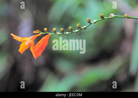 Crocosmia-Crocosmiiflora-Montbretia Volcanoes-Nationalpark Stockfoto