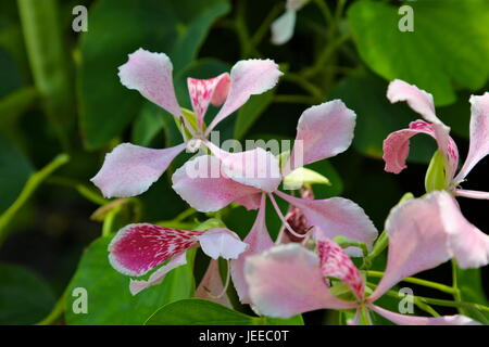 Bauhinia Monandra "Rosa Orchidee Baum" Stockfoto