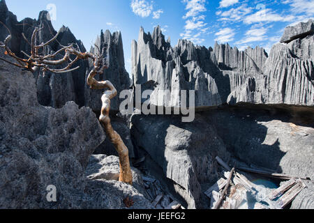 Lone knorrigen Baum, Tsingy de Bemaraha Nationalpark, Madagaskar Stockfoto