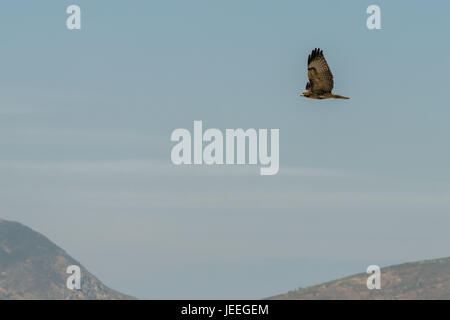 Hawk fliegt über Hügel in Kalifornien Stockfoto