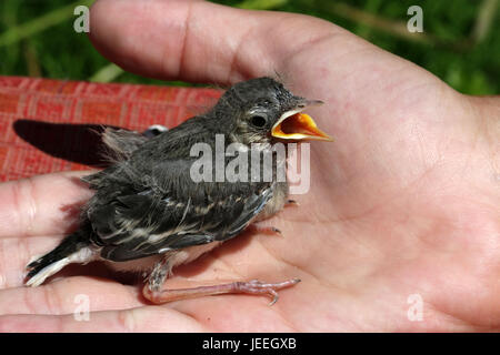 Bachstelzen auf der Handfläche von Ihrer Hand und schreit, sitzen weit öffnen des Mundes gelbe eingebettet. Stockfoto