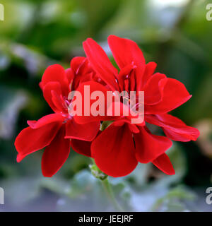 Rot blühende Geranien flowe Stockfoto