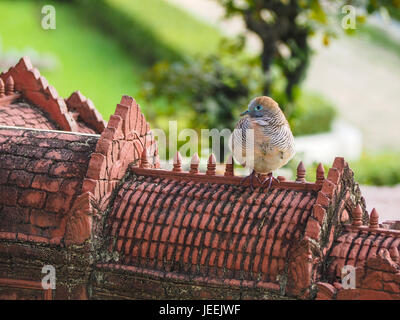 Zebra Taube, vergitterten Boden Taube Vogel sitzen und schlafen auf Dach Modell Stein alten Burg mit grünem Hintergrund Stockfoto