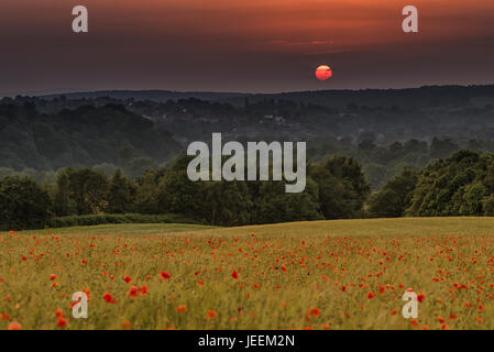 Sonnenuntergang über einem schönen Feld von klatschmohn. Der bunte Himmel entspricht dem Rot der Blüten Stockfoto