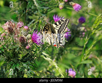 Ein Schwalbenschwanz Schmetterling, Pieris Rapae, nectaring auf Distel in den Broads Nationalpark, Norfolk, England, Vereinigtes Königreich. Stockfoto