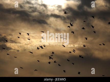 Krähen fliegen unter ein stimmungsvoller Himmel Stockfoto