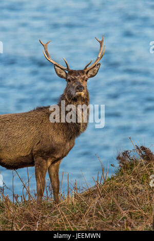 Rotwild-Hirsch auf dem Seeweg. Stockfoto