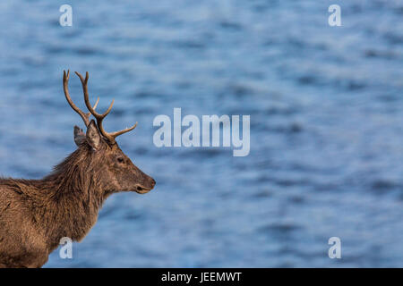 Rotwild-Hirsch auf dem Seeweg. Stockfoto