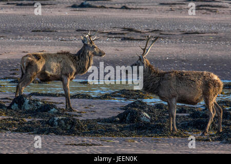 Red Deer Hirsch auf Strand bei Applecross, Schottland. Stockfoto
