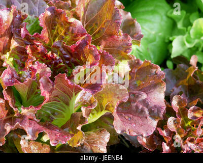 Frische rote Eiche Eiche Salat mit grünem Salat und Römischer Salat Stockfoto