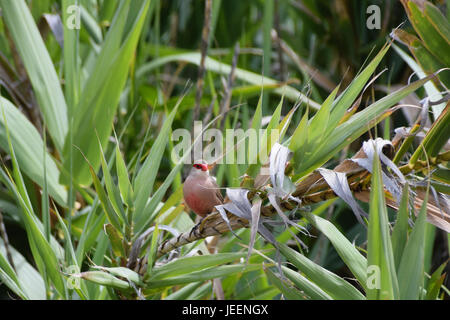 Gemeinsamen Wellenastrild Wildvogel inmitten der Vegetation in Porto Santo, Portugal Stockfoto