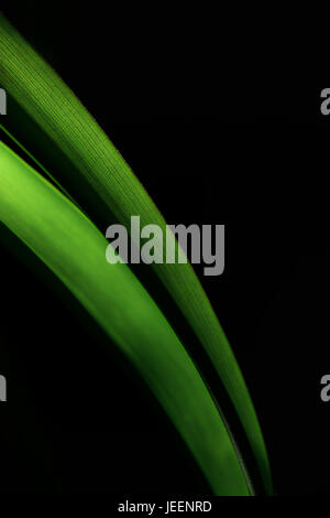 Acstract Nahaufnahme von einem grünen Stiel Stockfoto