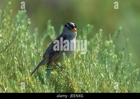 Weiß gekrönt Spatz Stockfoto