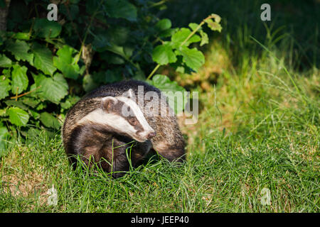 Britische Tierwelt: Europäischer Dachs (Meles Meles) mit charakteristischen unverwechselbaren schwarz / weiß gestreift Schnauze, British Wildlife Centre, Surrey, UK Stockfoto