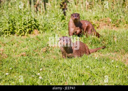 Einheimische britische Tierwelt: paar europäischen Fischotter (Lutra Lutra), British Wildlife Centre, Newchapel, Lingfield, Surrey, UK Stockfoto