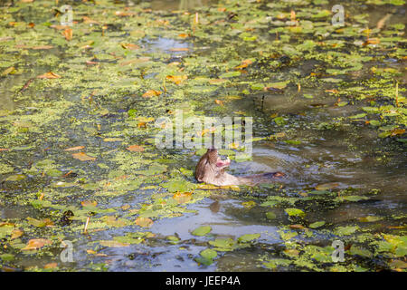 Einheimische britische Tierwelt: Europäische Otter (Lutra Lutra) auf dem Rücken schwimmen offenem Mund zeigt Zähne, British Wildlife Centre, Newchapel, Surrey, UK Stockfoto