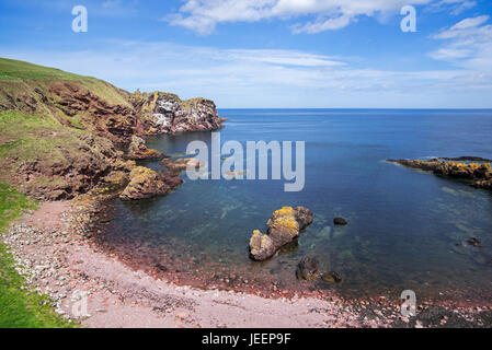 St. Abbs Head reservieren Felsvorsprung und Seevogel Natur nahe dem Dorf St. Abbs, Berwickshire, Schottland, Vereinigtes Königreich Stockfoto