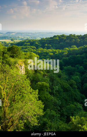 Sommerabend Blick über Ebbor Gorge National Nature Reserve in den Mendip Hills, Somerset, England. Stockfoto