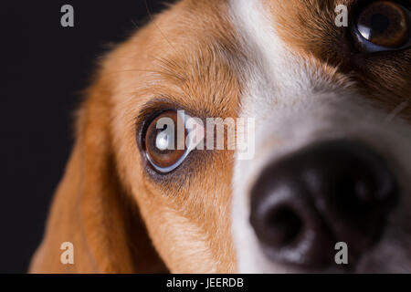 Nahaufnahme der junge Beagle Gesicht. Stockfoto