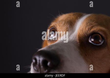 Nahaufnahme der junge Beagle Gesicht. Stockfoto