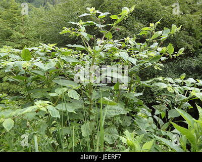 Tollkirsche, Belladonna Blüte, (Atropa Belladonna) Stockfoto