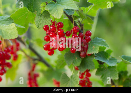 Zweig der Reife Johannisbeeren im Garten Stockfoto