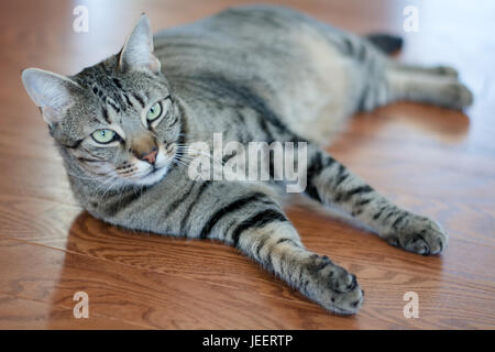 Großen Tabby Katze ausgestreckt auf dem Boden Stockfoto