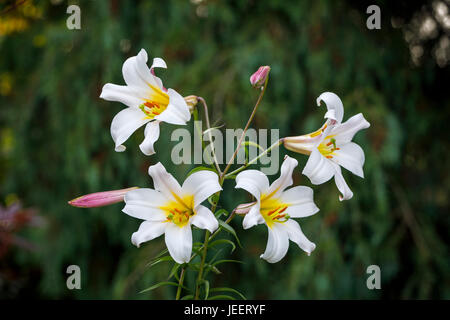 Weißen Trompete Lilie, Lilium Regale oder Regale-Lilie, blühen im Sommer in einem Garten im Südosten England, UK Stockfoto