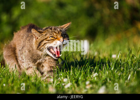 Einheimische britische Tierwelt: schottische Wildkatze (Felis Silvestris) knurrt mit seinen scharfen Zähnen, British Wildlife Centre, Newchapel, Lingfield, Surrey, UK Stockfoto