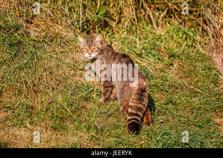 Einheimische britische Tierwelt: schottische Wildkatze (Felis Silvestris) rückblickend, British Wildlife Centre, Newchapel, Lingfield, Surrey, UK Stockfoto