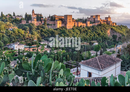 Blick auf die Alhambra Komplex und Nazrid Palast aus Sacromonte mit Kakteen im Vordergrund Stockfoto